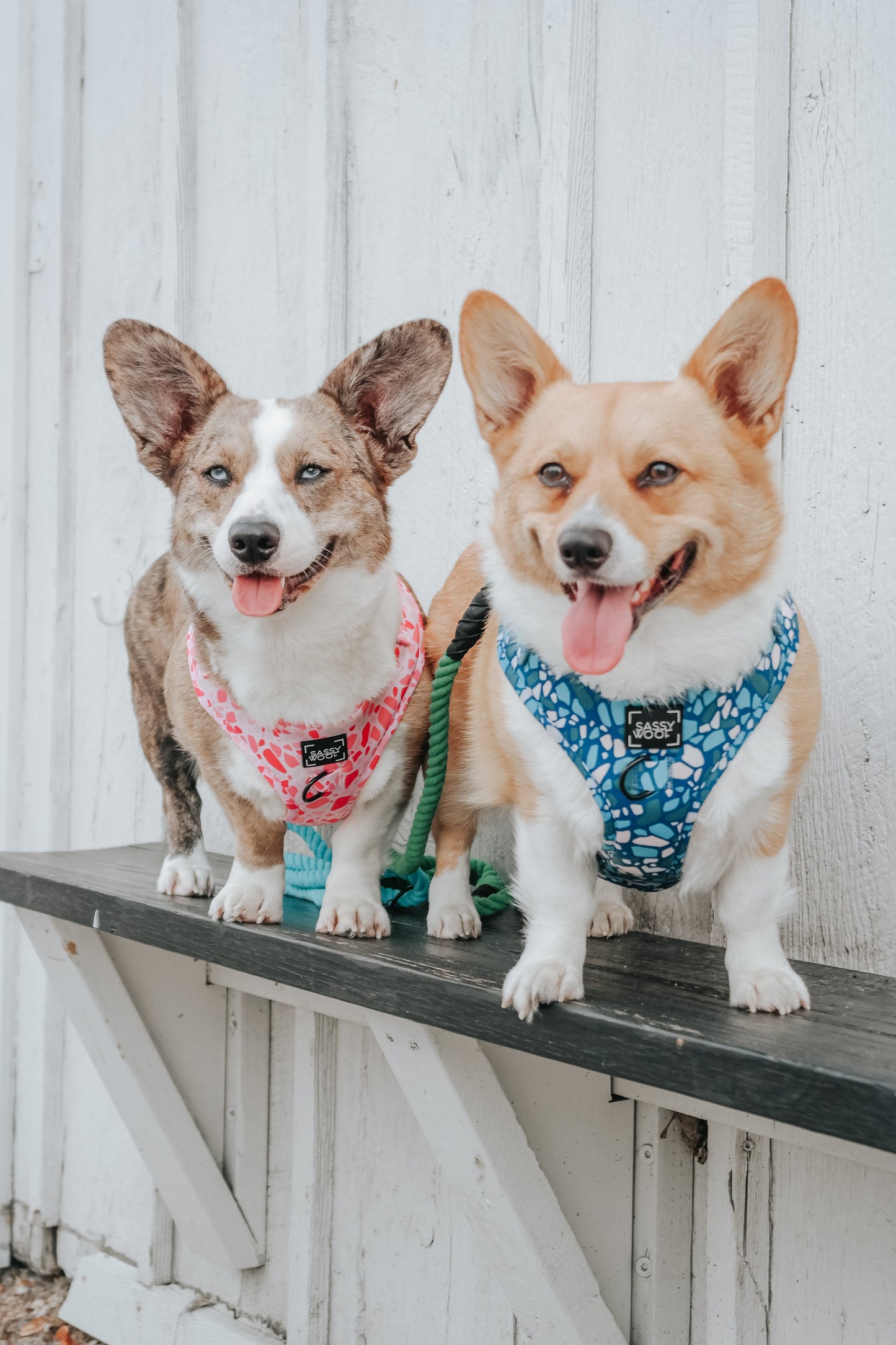 Dog Adjustable Harness - Mykonos
