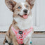Dog Adjustable Harness - Mykonos