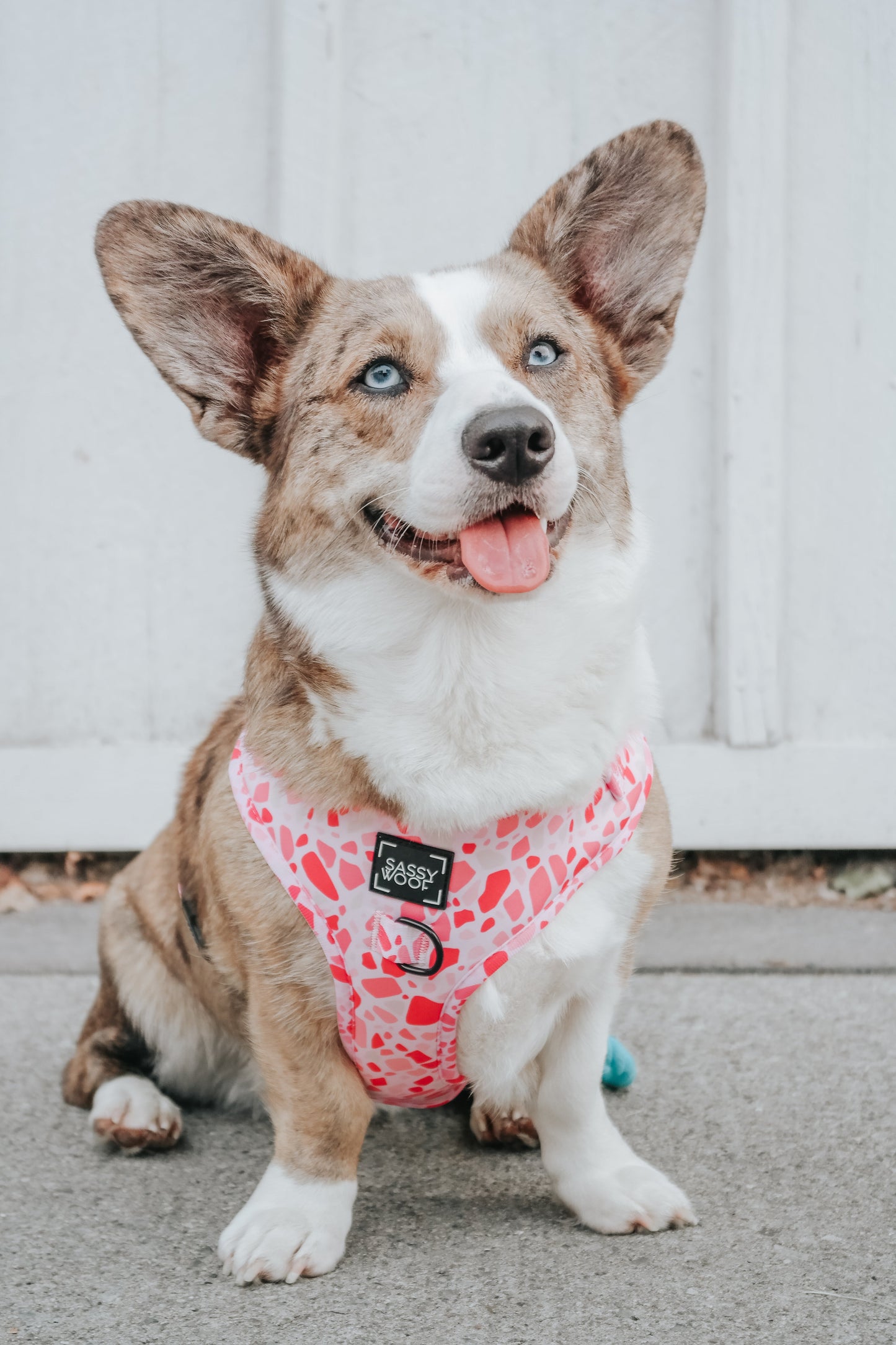 Dog Adjustable Harness - Mykonos