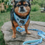Dog Leash - Berry Sassy