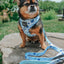 Dog Adjustable Harness - Berry Sassy