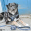 Dog Leash - Batman™