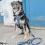 Dog Leash - Batman™