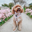 Dog Rope Leash - Dove