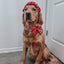 Dog Collar - Disney's 101 Dalmatians