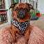 Dog Adjustable Harness - Whole Milk