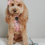 Dog Adjustable Harness - Out of Office