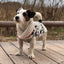 Jackson Dog Sweater