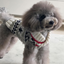 Jackson Dog Sweater