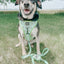 Dog Reversible Harness - Serving Up Sass