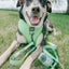 Dog Reversible Harness - Serving Up Sass