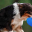 Jeffers Blue Bone Stamped Frisbee Natural Rubber 8 Inch Dog Toy for Fetching & Chewing