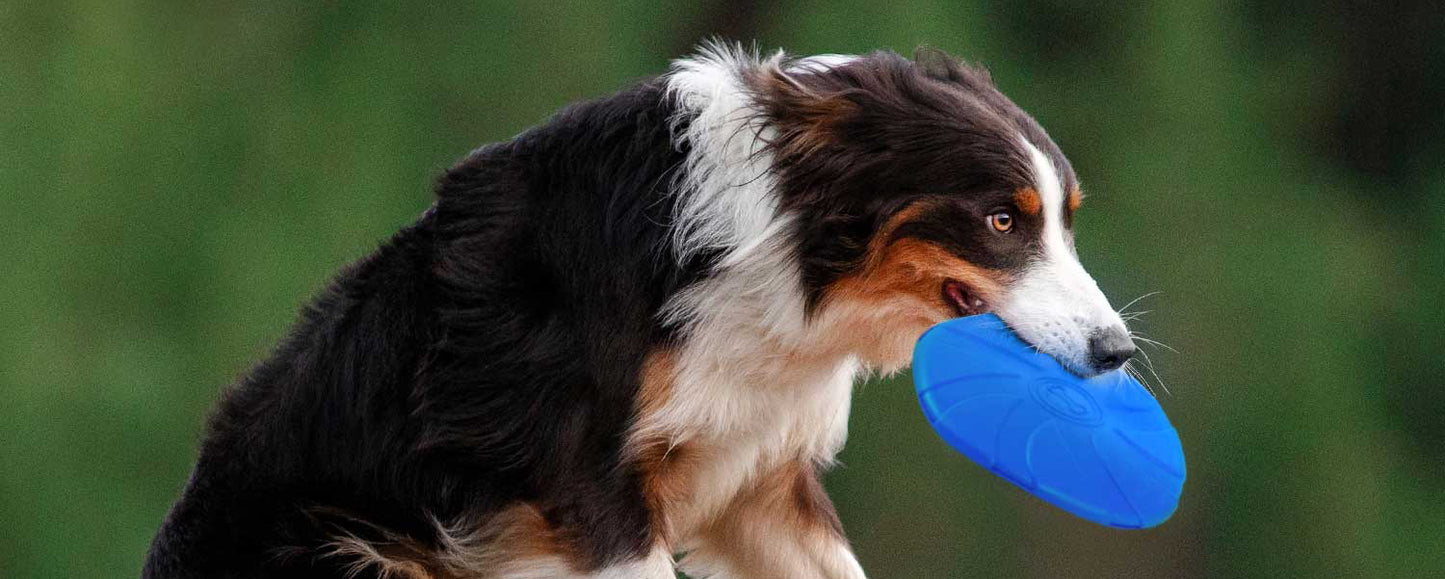 Jeffers Blue Bone Stamped Frisbee Natural Rubber 8 Inch Dog Toy for Fetching & Chewing