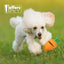 Jeffers Carrot Natural Rubber Treat Dispensing Dental Dog Chew Toy with Slit