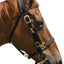 Jeffers Nylon Combination Horse Halter Bridle with Reins