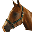 Jeffers Padded Nylon Horse Halter with Throat Snap