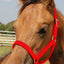 Jeffers Nylon Foal & Pony Halter