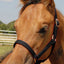 Jeffers Nylon Foal & Pony Halter