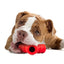 Jeffers Red "Y" Natural Rubber Dental Dog Chew Toy for Medium Chewers