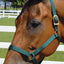 Jeffers Turnout Nylon Horse Halters, 2-Ply, 1"