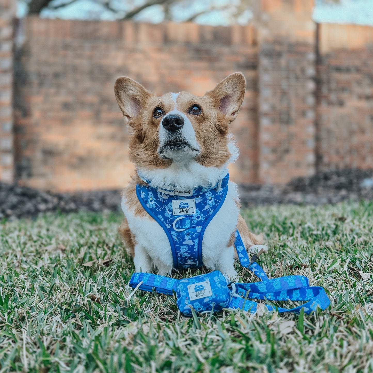 Dog Collar - Care Bears™ Grumpy Bear