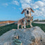 Dog Adjustable Harness - Feeling Vine