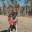 Dog Adjustable Harness - Disney's 101 Dalmatians