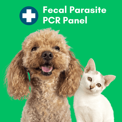 Parasite Detect PCR Panel for Dogs & Cats - At-Home Lab Test | Kedi Labs