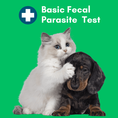 Basic Fecal Parasite Screen (O&P) - At-Home Pet Lab Test | Kedi Labs