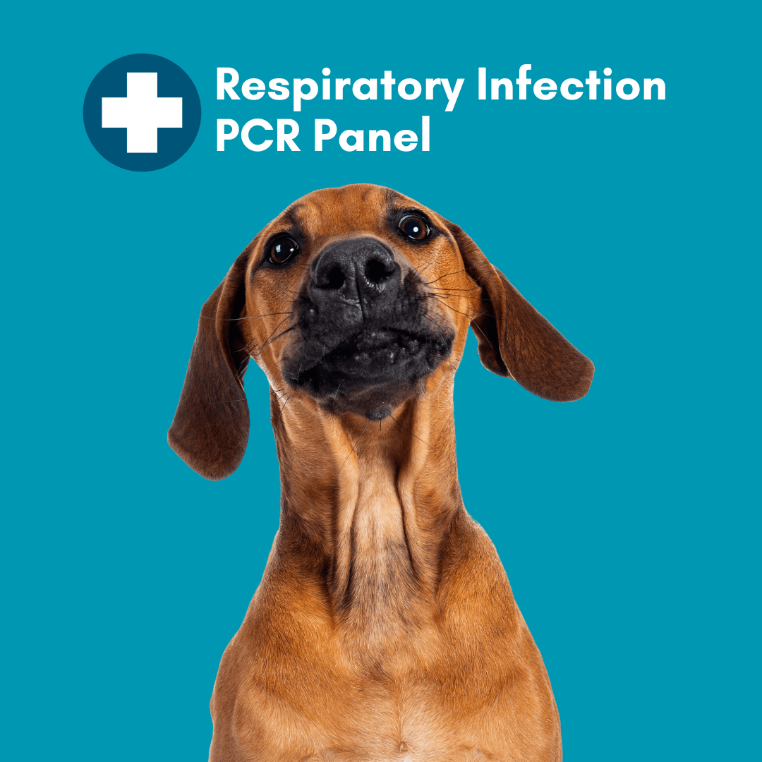 Respiratory Infection Check for Dogs (PCR) - At-Home Dog Lab Test | Kedi Labs