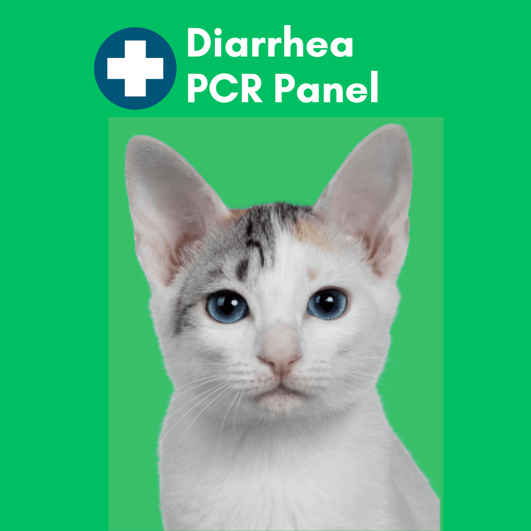 Diarrhea Check for Cats (PCR) - At-Home Cat Lab Test | Kedi Labs
