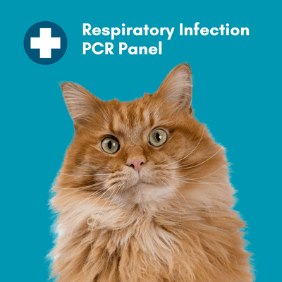 Respiratory Infection Check for Cats (PCR) - At-Home Cat Lab Test | Kedi Labs