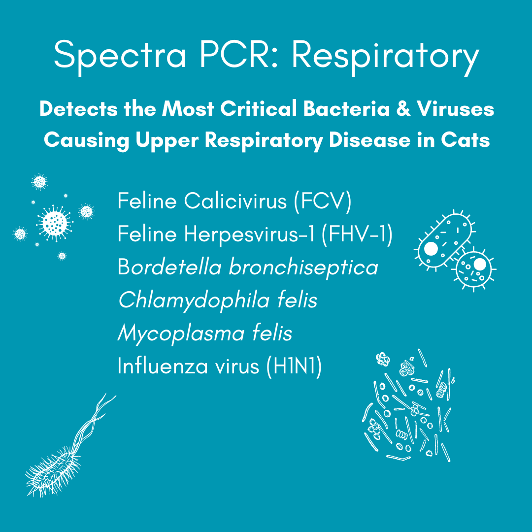 Respiratory Infection Check for Cats (PCR) - At-Home Cat Lab Test | Kedi Labs