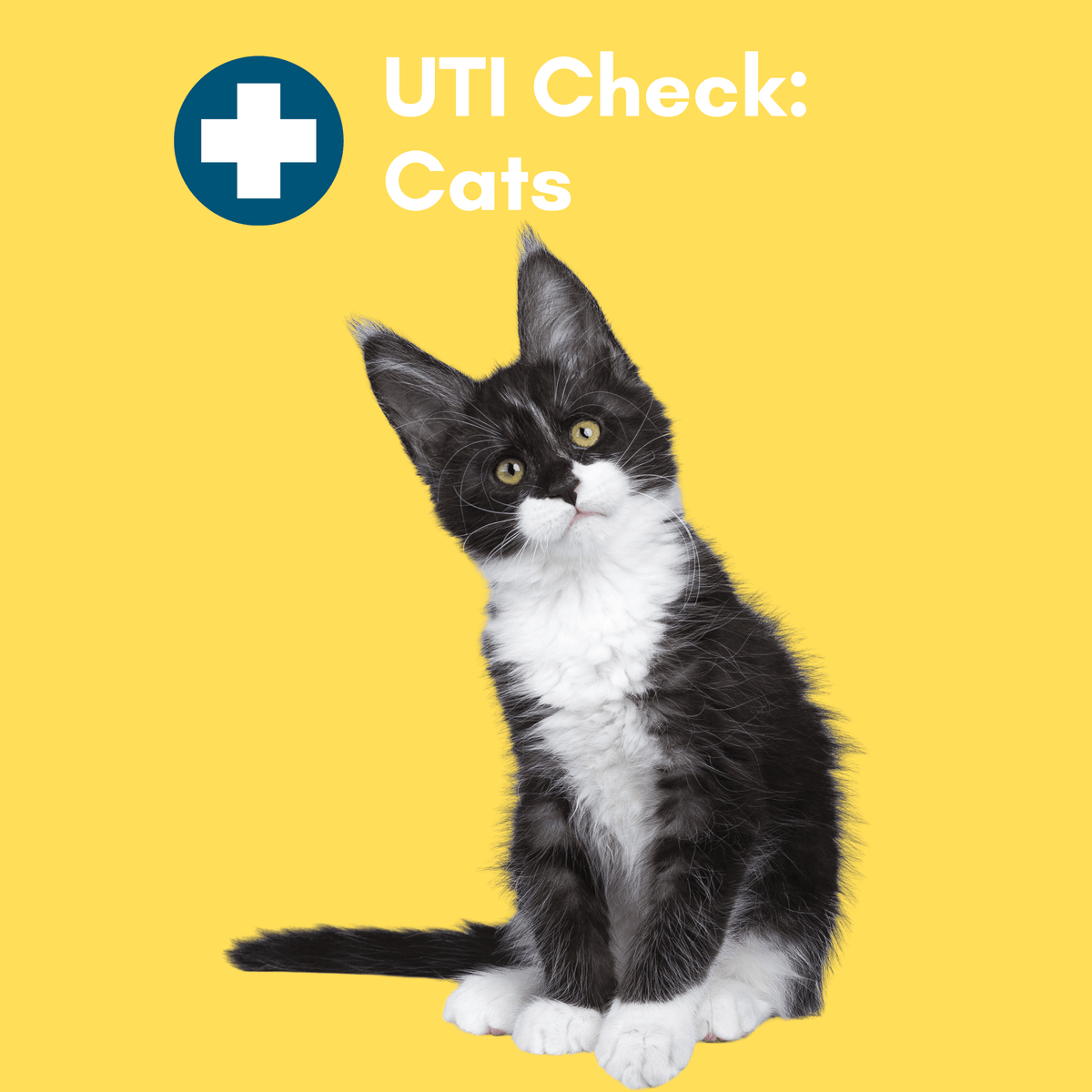 UTI BioScreen & Culture for Cats - At-Home Cat Urine Test | Kedi Labs