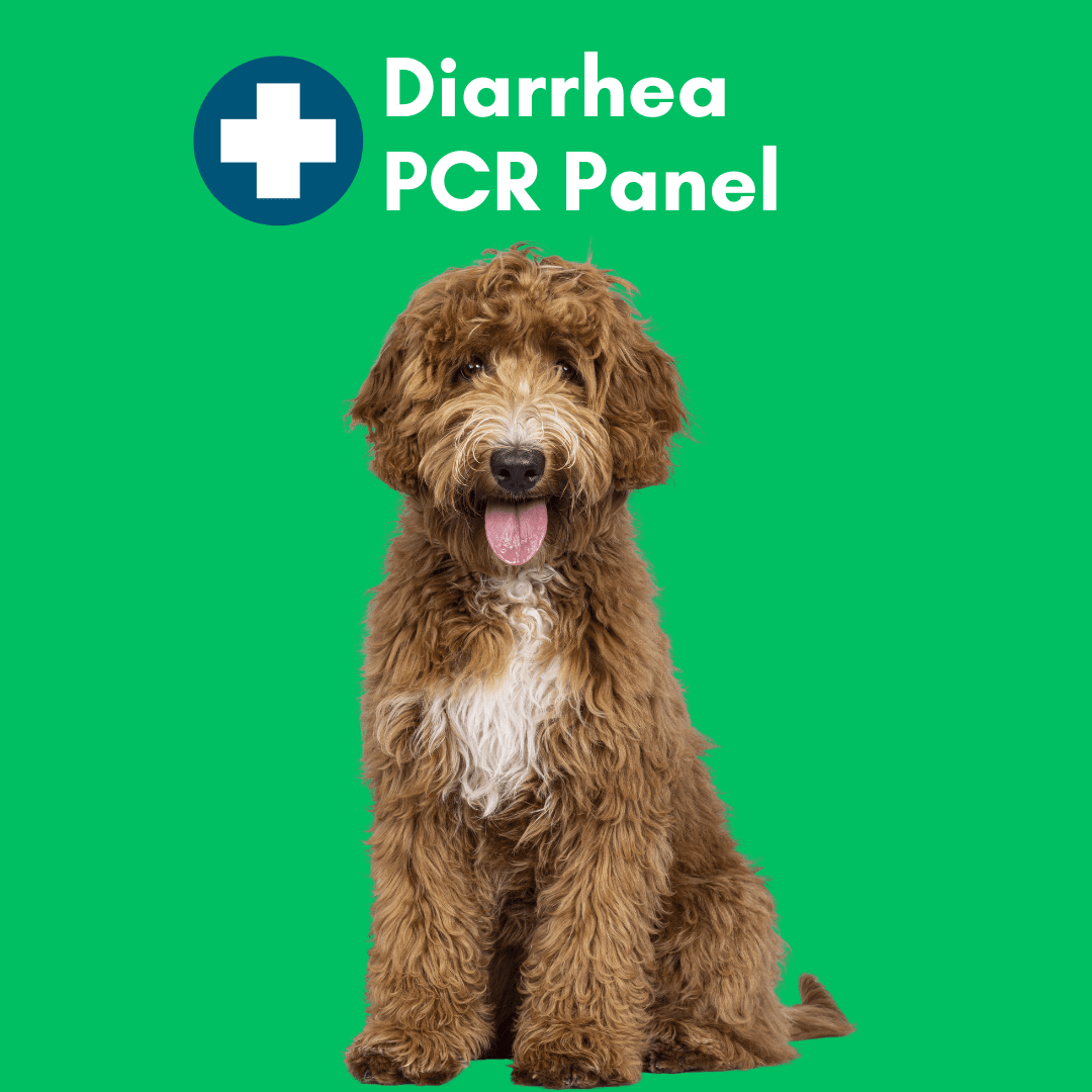 Diarrhea Check for Dogs (PCR) - At-Home Dog Lab Test | Kedi Labs