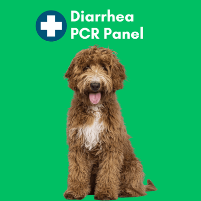 Diarrhea Check for Dogs (PCR) - At-Home Dog Lab Test | Kedi Labs