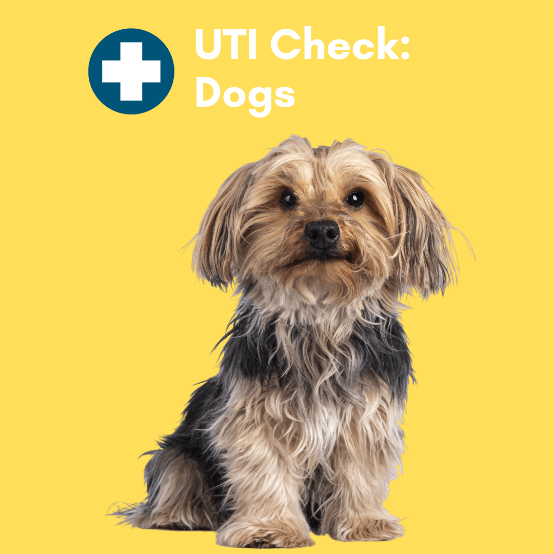 UTI BioScreen & Culture for Dogs - At-Home Dog Urine Test | Kedi Labs