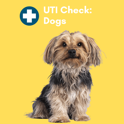 UTI BioScreen & Culture for Dogs - At-Home Dog Urine Test | Kedi Labs