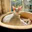 K&H Pet Products Thermo-Kitty Bed Indoor Heated Cat Bed – Safe, Energy Efficient & Washable