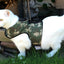 Kitty Holster Cat Harness (Made in USA)