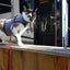 Kitty Holster Cat Harness (Made in USA)