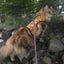 Kitty Holster Cat Harness (Made in USA)