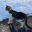 Kitty Holster Cat Harness (Made in USA)
