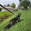 Kitty Holster Cat Harness (Made in USA)