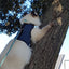 Kitty Holster Cat Harness (Made in USA)
