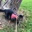 Kitty Holster Cat Harness (Made in USA)