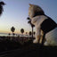 Kitty Holster Cat Harness (Made in USA)