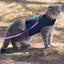 Kitty Holster Cat Harness (Made in USA)