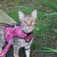 Kitty Holster Cat Harness (Made in USA)
