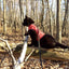 Kitty Holster Cat Harness (Made in USA)